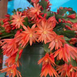 Orange Red Spring Cactus  