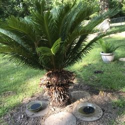 Sago palms