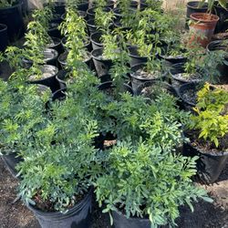 Plants On Sale / Plantas En Venta 