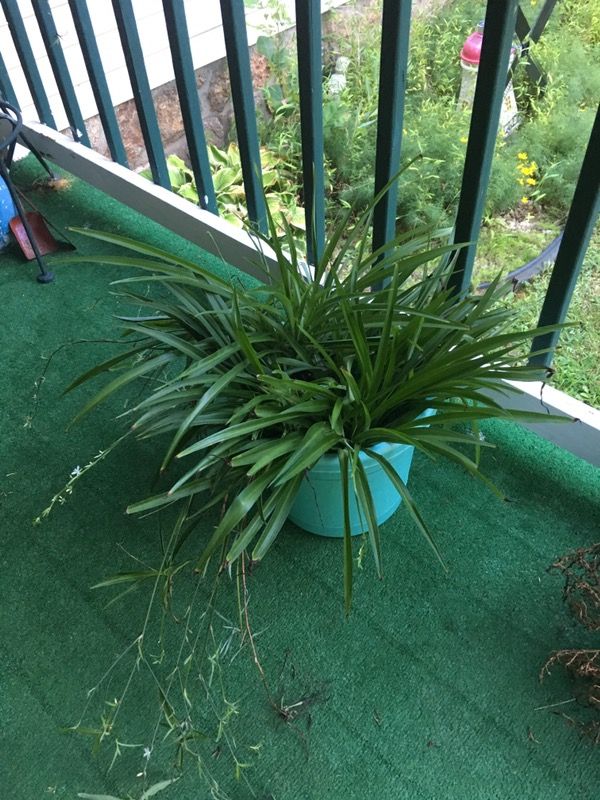 Spider plant