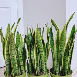 Beautiful Snake Plants 🪴$30 each🪴