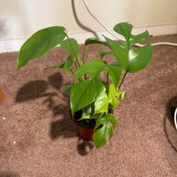 Mini Monstera for Sale!