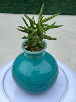 Cactus - ( Small Unique Pot )