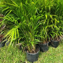 Beautiful Arecas Palms For Inmediate Privacy!!! 3 Feet Tall!!! Fertilized 