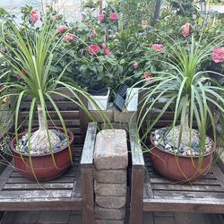 Ponytail Plants With Pots 