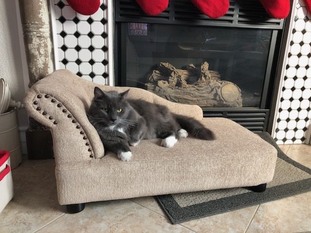 Pet Sofas By LaZboy