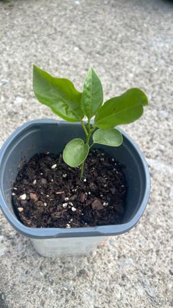 Passion fruit plants $5 each