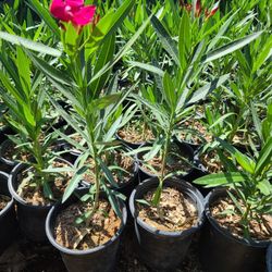 Oleander De Privacidad 