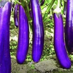 Japanese Ichiban Eggplant Seedling Plants 1 Gallon
