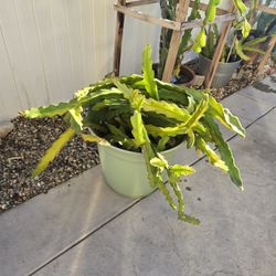 Dragonfruit Cuttings 