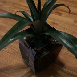 pineapple   Plants De Piña 