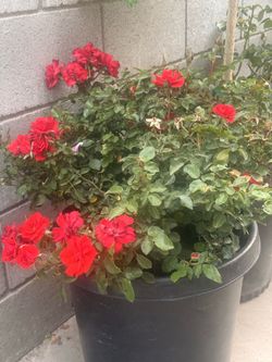 J&S nursery