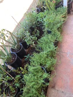 Moss Rose Elephant Aloe Vera Fire Stick