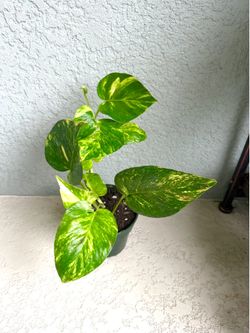 Golden  Pothos  plant