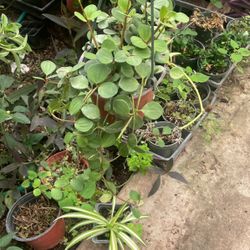 String Of Coin Plant