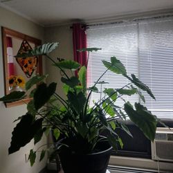 Huge Elephant Ear Plant 