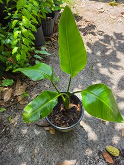 Bird Paradise Plant