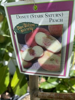 Fruit Trees