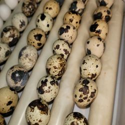 Quail Eggs 