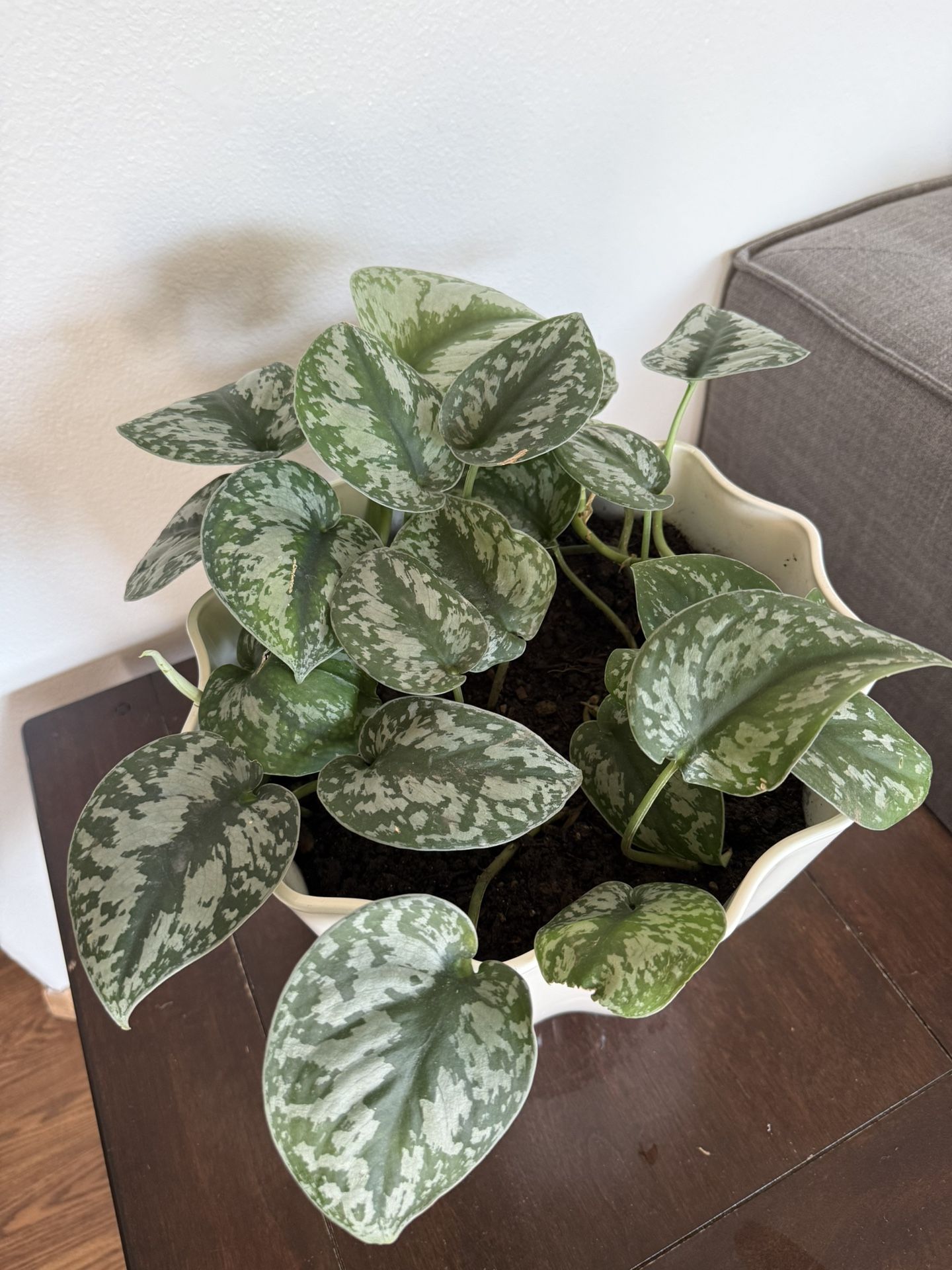Satin Pothos Plant