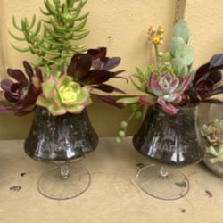 Pretty Succulent Glass , Each $3
