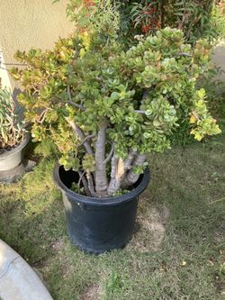 Jade Plant 5 Gallon