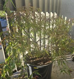 Japanese Maple