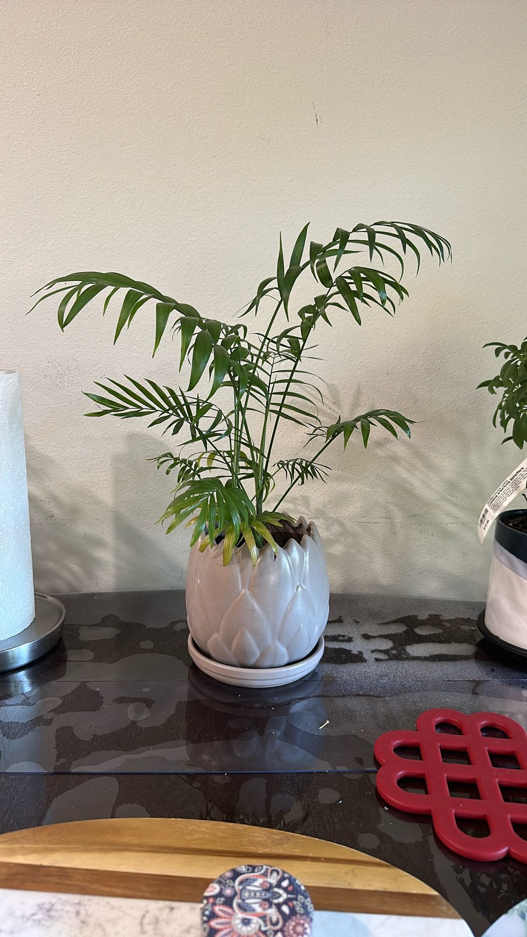 Healthy Fern Plant With Pot