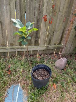 Green fig tree