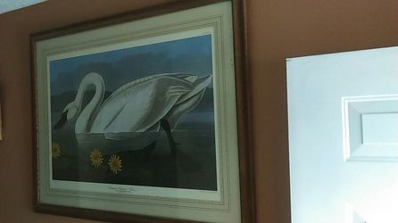 Swan picture and frame