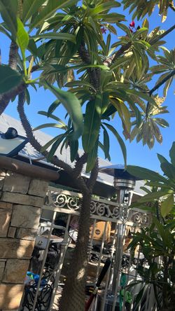 Madagascar plant