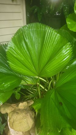 Licuala, palm
