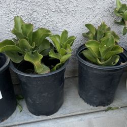 Plants For Sale