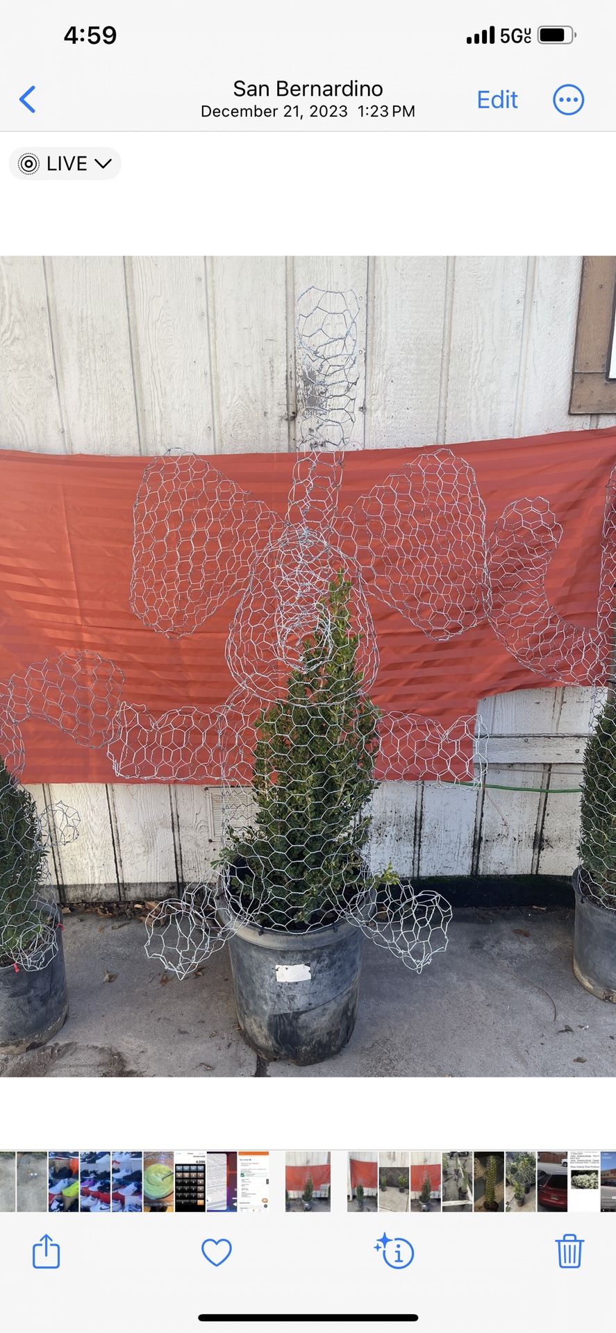 Elephant Wire Topiary With Plant 