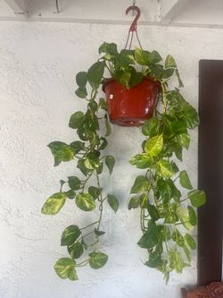 planta telefono,