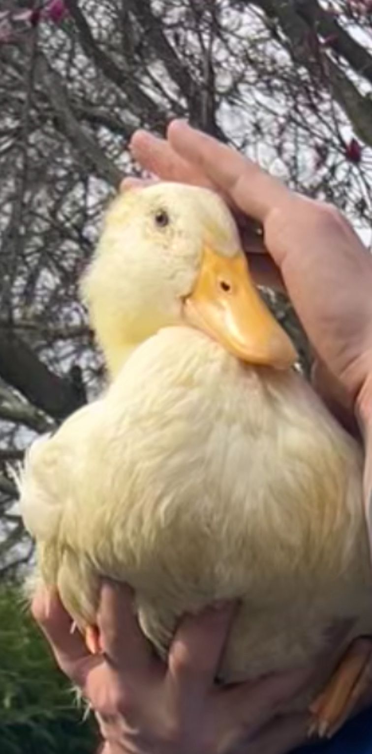 Free Female Pekin Duck