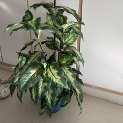 Silk Dieffenbachia Plant In Ceramic Pot