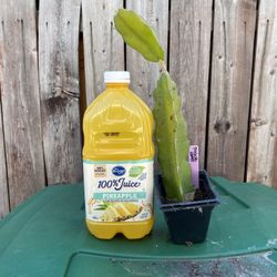 Physical Graffiti Dragonfruit Dragon fruit