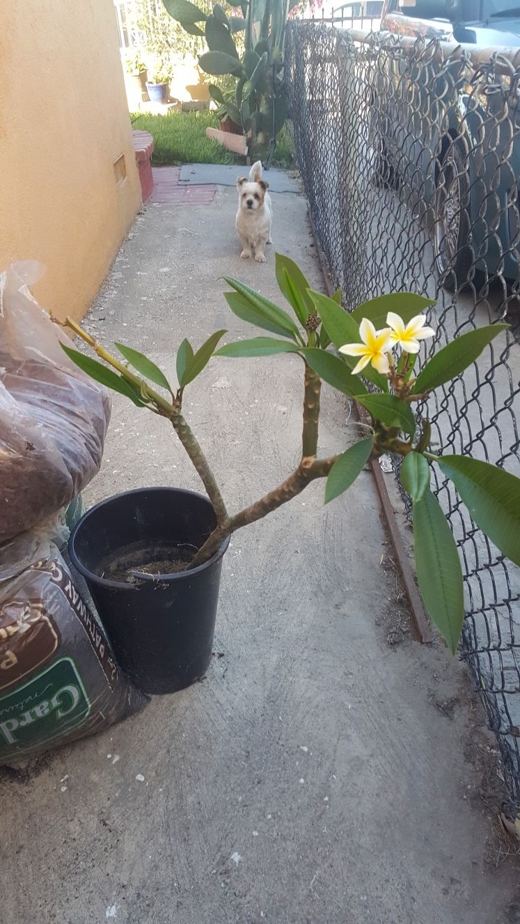 Plumeria Las 2x$30