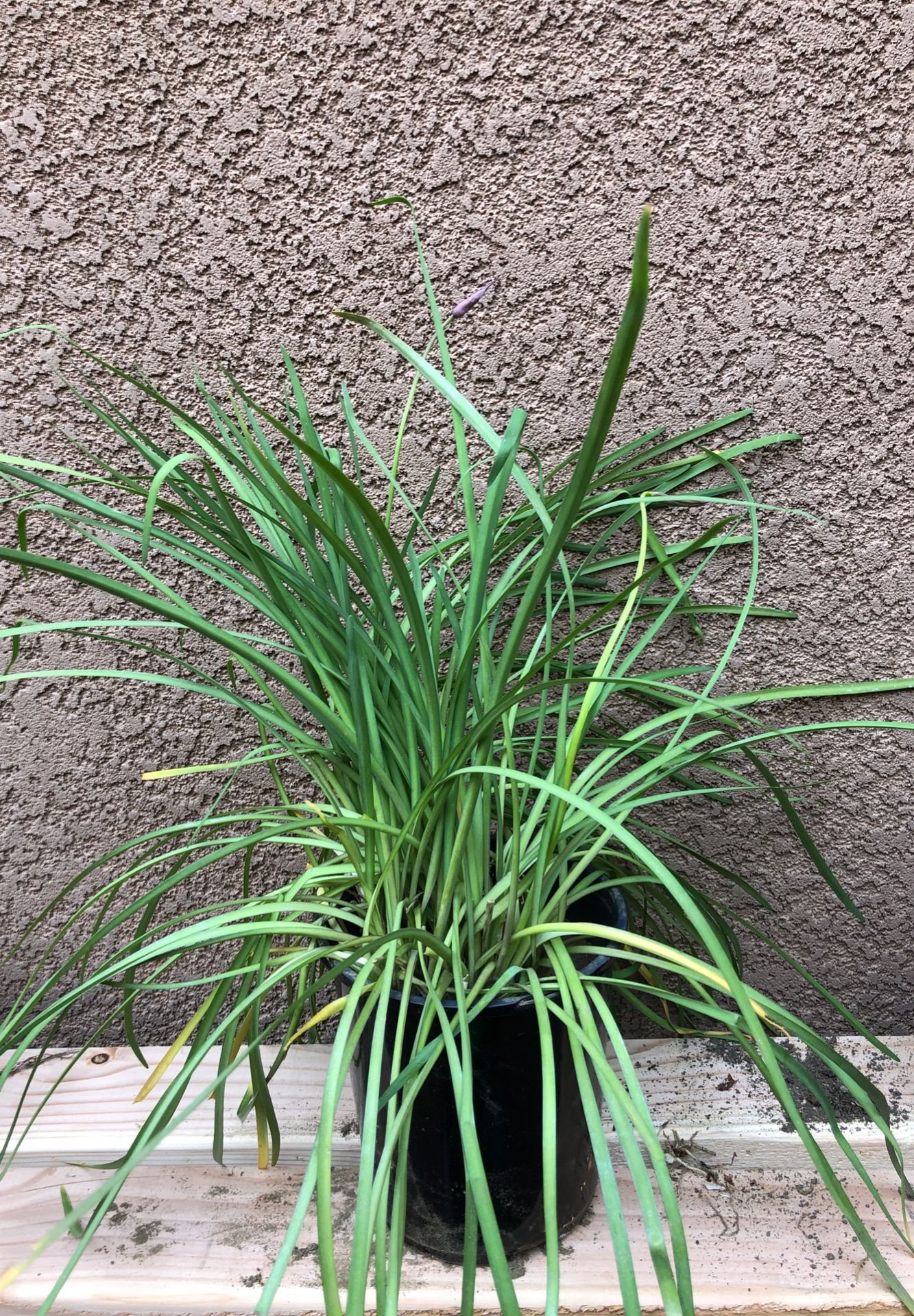 Society Garlic 1 gallon pot Lavender flower plant.