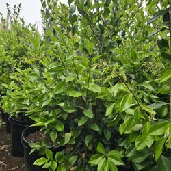Ligustrum japonicum