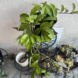 Hoya Plant With Bud