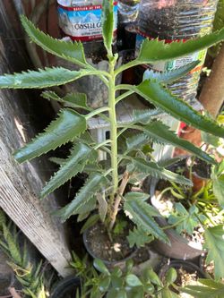 Calanchoe