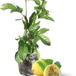 Passion Fruit Yellow Seedling Tree Plant 1 Gallon