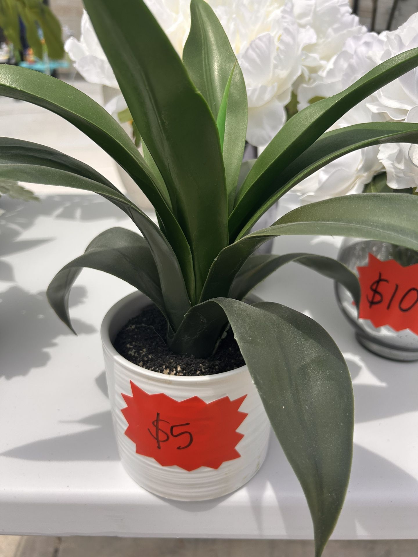 Plant With White Vase