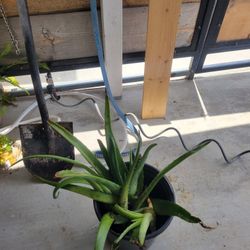 Aloe Plants