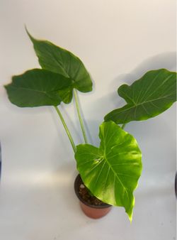 Indoor plants $10 each