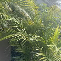 Areca Palm Trees Plant