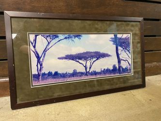 Framed Print of Acacia Tree