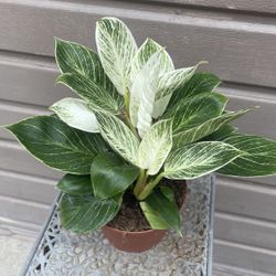 6” Birkin Philodendron High Variegation 